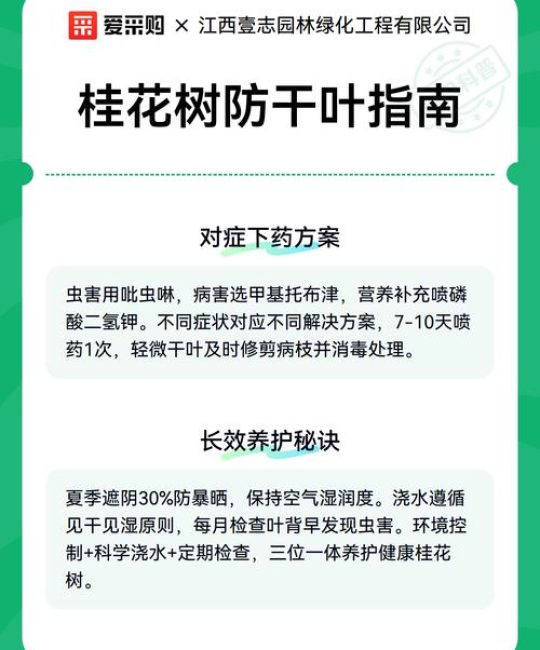 桂花树干叶子怎么办？一文读懂原因与拯救方案