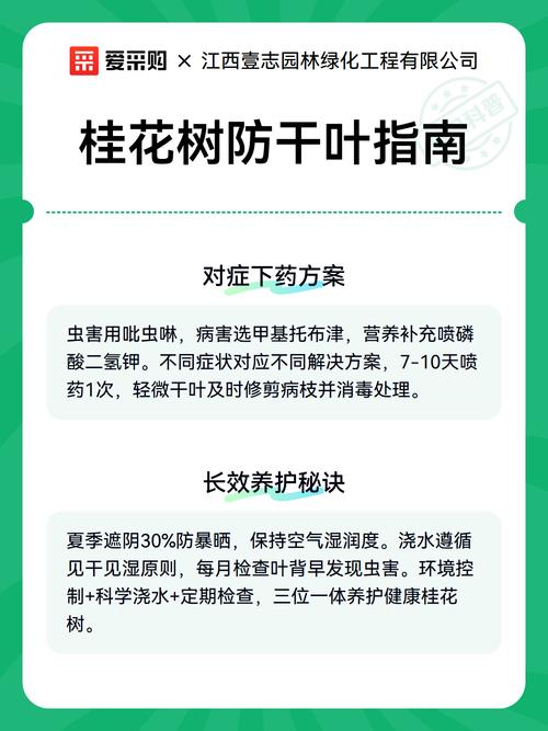 桂花树干叶子怎么办?一文读懂原因与拯救方案 桂花树干叶子怎么办?一文读懂原因与拯救方案