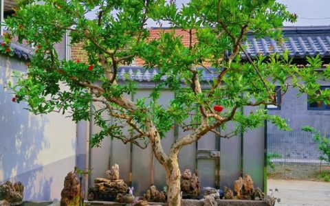 石榴花怎么修剪？掌握这6个养护要点，花开满枝结果多