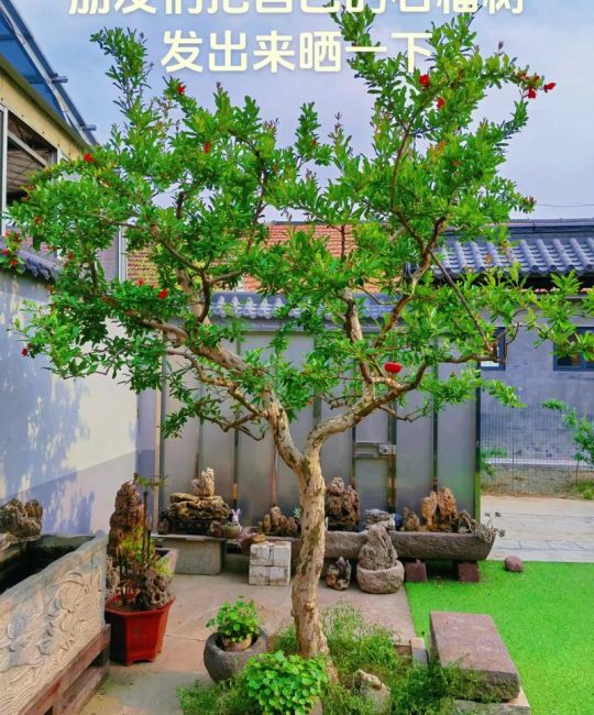 石榴花怎么修剪？掌握这6个养护要点，花开满枝结果多