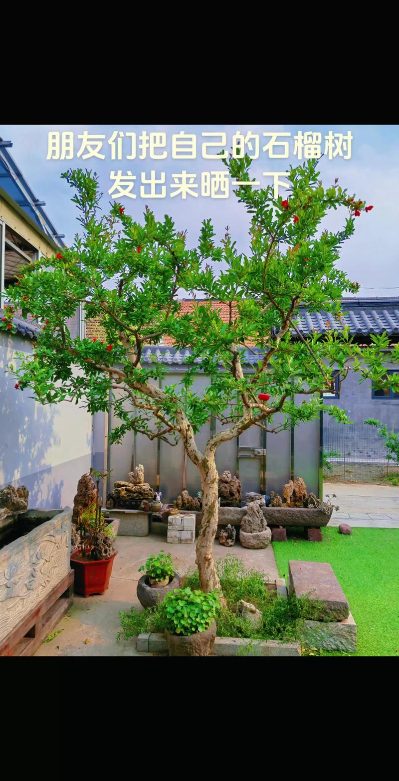 石榴花怎么修剪？掌握这6个养护要点，花开满枝结果多
