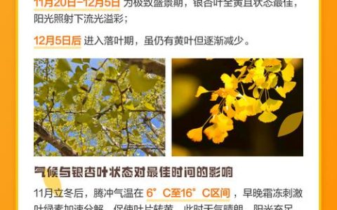 腾冲银杏最佳观赏时间及乔木种植养护全攻略