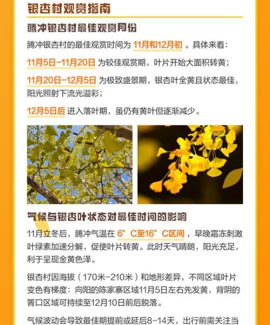 腾冲银杏最佳观赏时间及乔木种植养护全攻略