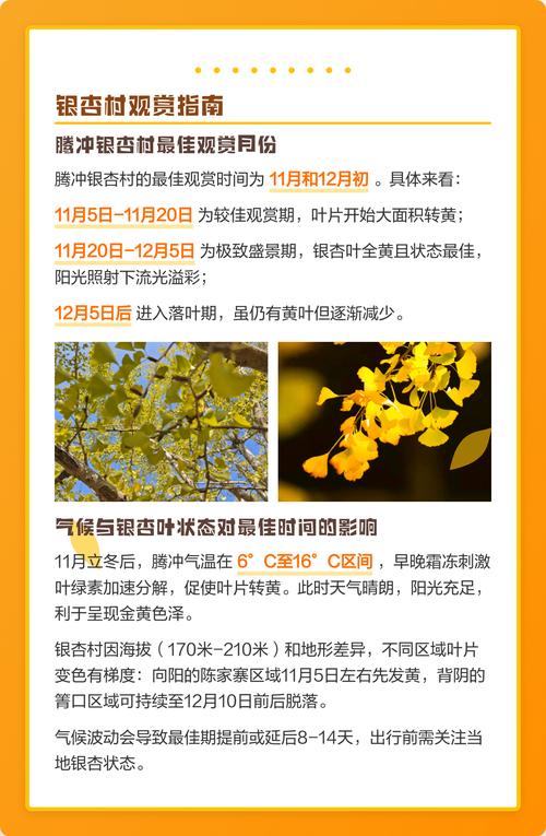 腾冲银杏最佳观赏时间及乔木种植养护全攻略 腾冲银杏最佳观赏时间及乔木种植养护全攻略
