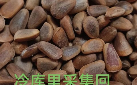 松树种子哪里买？一份严谨的采购渠道甄别与质量核验指南