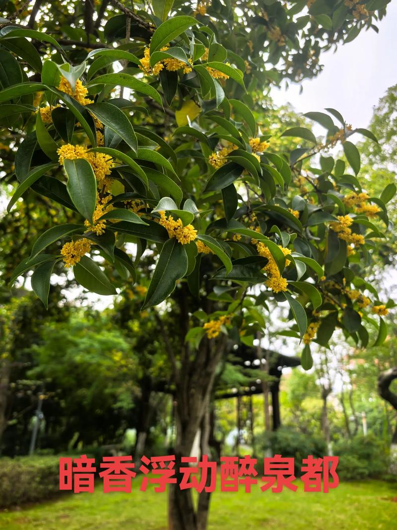 在家复刻“桂花温泉”的园艺智慧