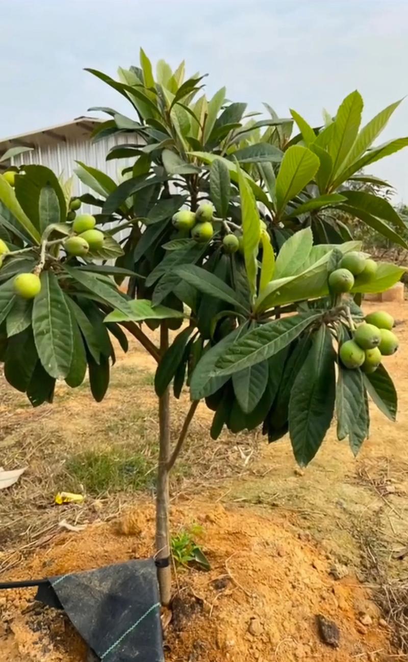 枇杷树怎么修剪视频?家庭盆栽与庭院种植修剪全攻略 一、 修剪技术:枇杷树怎么修剪视频的核心操作