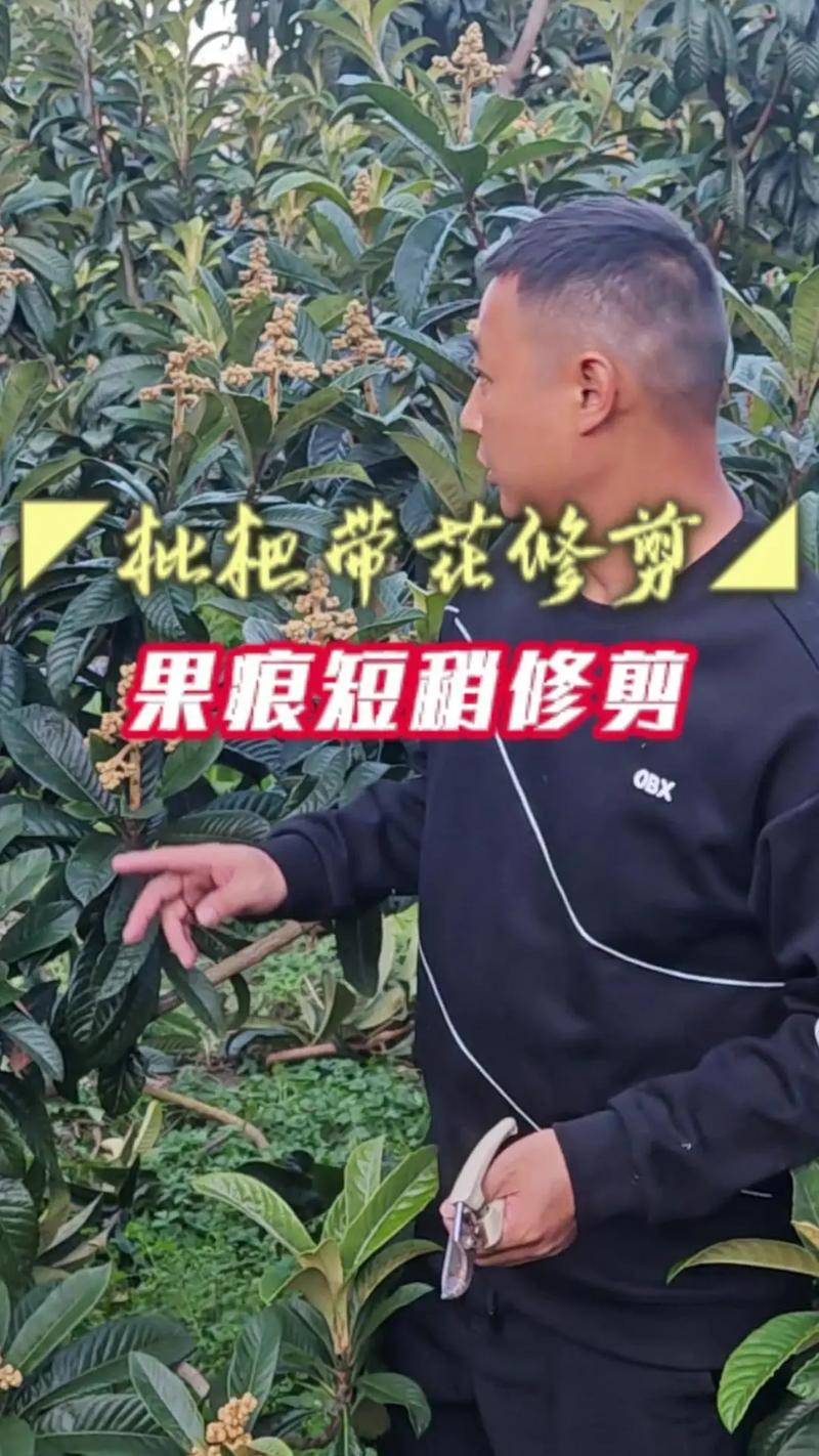枇杷树怎么修剪视频?家庭盆栽与庭院种植修剪全攻略 三、 常见错误与调整方向