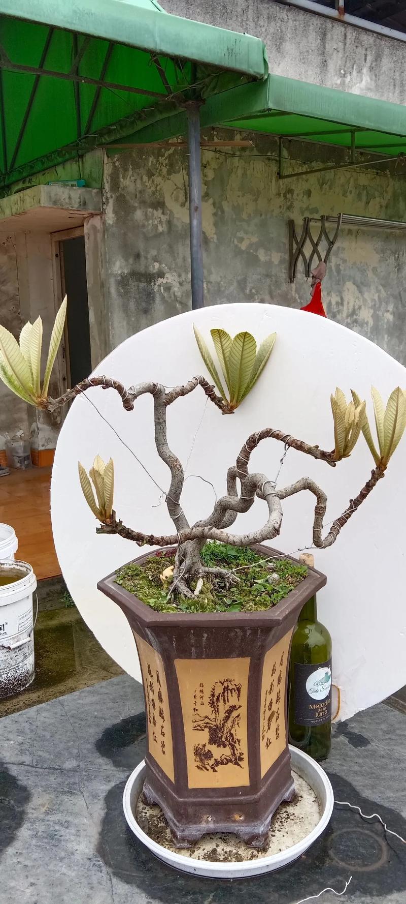 枇杷树怎么修剪视频?家庭盆栽与庭院种植修剪全攻略 总结