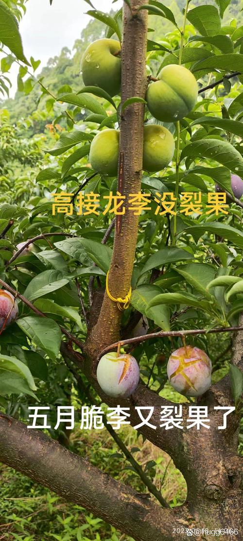 冰脆李苗多少钱一株?2024年价格参考与影响因素分析 产地:主产区与非主产区价差明显