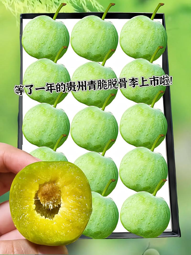 冰脆李苗多少钱一株?2024年价格参考与影响因素分析 季节:春季旺季价格略高,秋季淡季可议价
