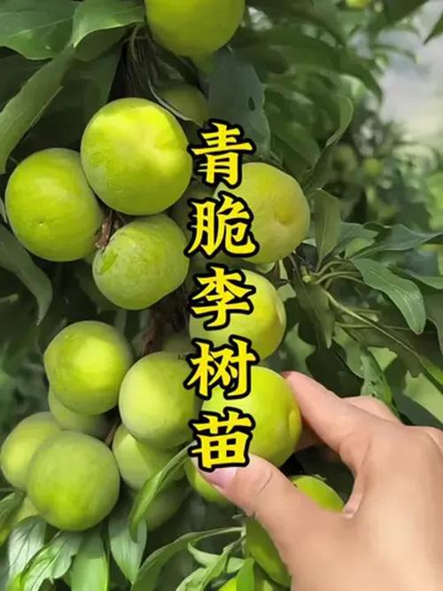 冰脆李苗多少钱一株?2024年价格参考与影响因素分析 价格影响因素对比表