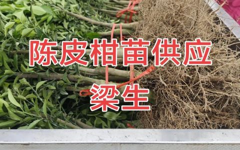 柑桔苗批发多少钱？2025年最新价格区间与影响因素全解析