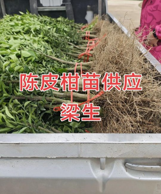 柑桔苗批发多少钱？2025年最新价格区间与影响因素全解析