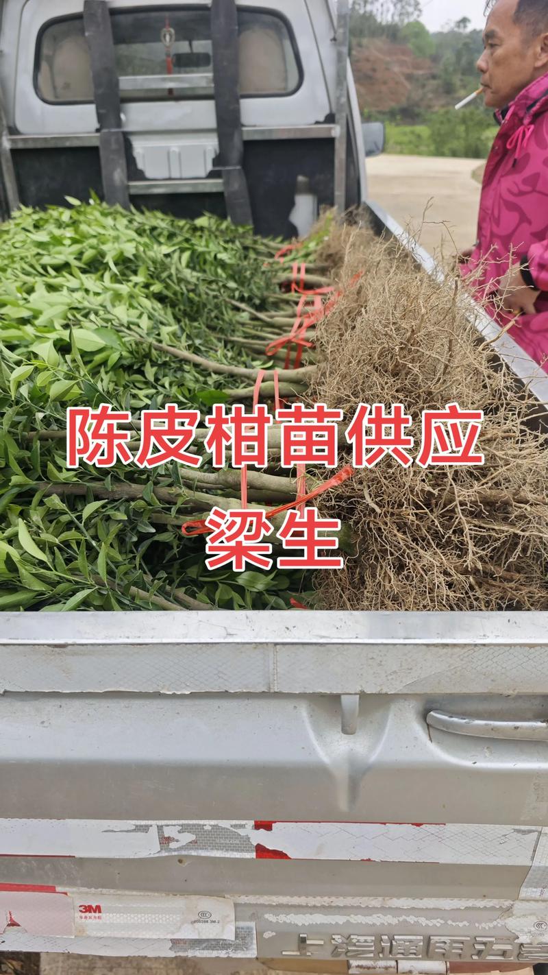 柑桔苗批发多少钱?2025年最新价格区间与影响因素全解析 价格快速参考