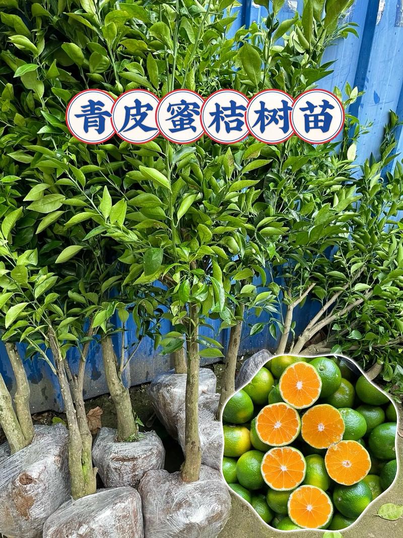 柑桔苗批发多少钱?2025年最新价格区间与影响因素全解析 三、季节:价格随种植窗口波动