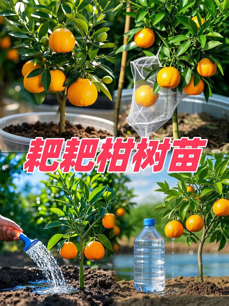 柑桔苗批发多少钱?2025年最新价格区间与影响因素全解析 四、数量:批量越大,单价越低
