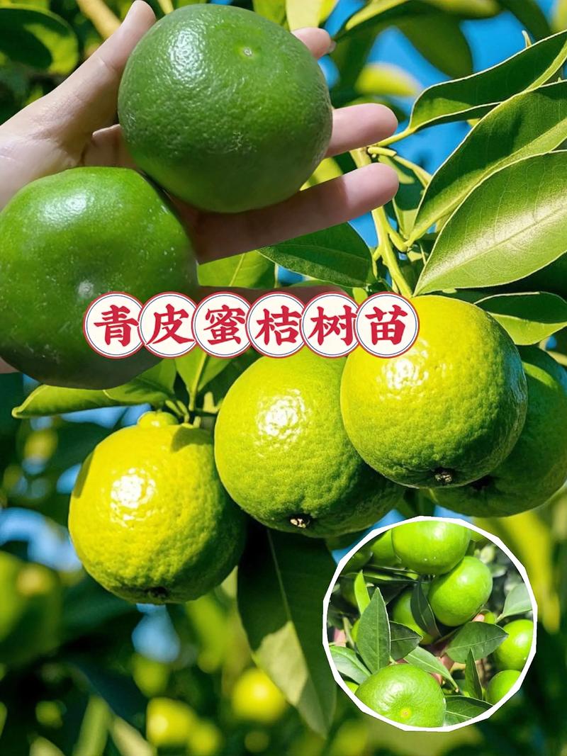 柑桔苗批发多少钱?2025年最新价格区间与影响因素全解析 五、运输:物流成本占比较高的隐藏支出