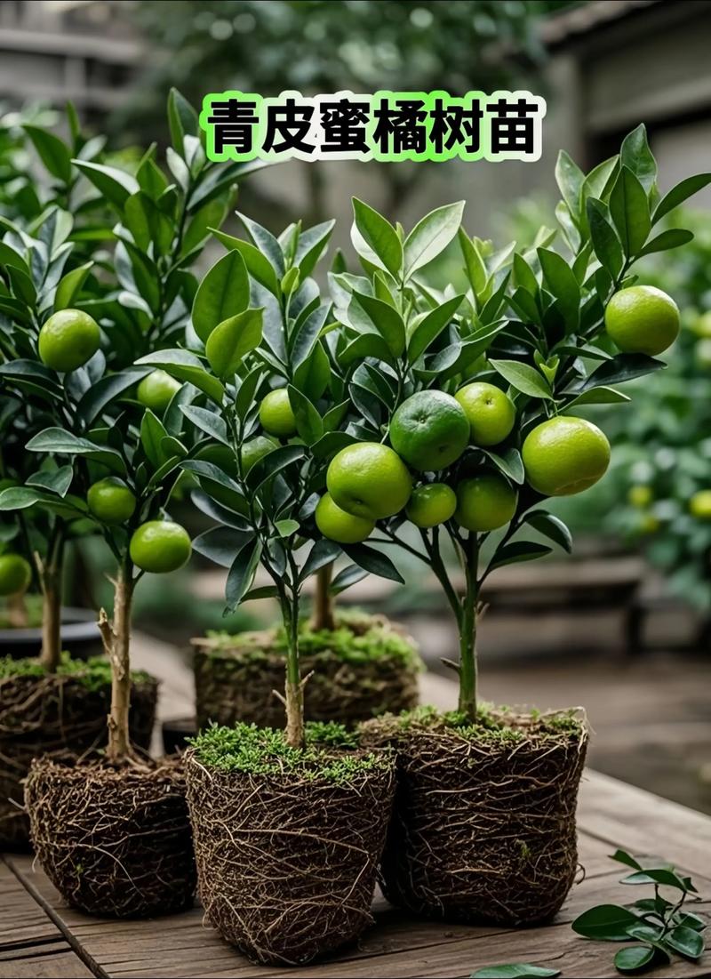 柑桔苗批发多少钱?2025年最新价格区间与影响因素全解析 常见问题(FAQ)