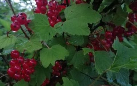灯笼果树苗多少钱一根？2026年价格区间与选购指南