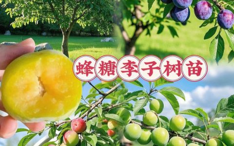 青脆李子苗哪里买？采购渠道筛选与种植指南，看准三点不踩坑