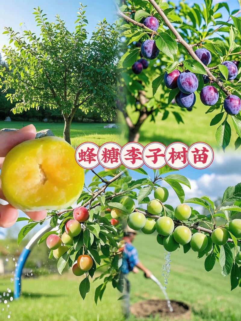 青脆李子苗哪里买?采购渠道筛选与种植指南,看准三点不踩坑 青脆李子苗哪里买?采购渠道筛选与种植指南,看准三点不踩坑