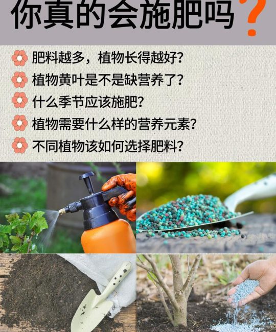 开花结果期施什么肥？精准促花促果的高效施肥方案