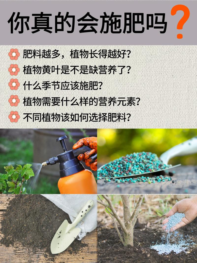 开花结果期到底该施什么肥？