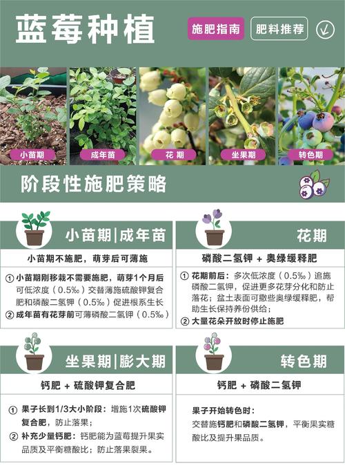 影响开花结果的关键因素