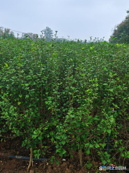木槿树几年才会开花？实生苗与嫁接苗开花时间及促花养护指南