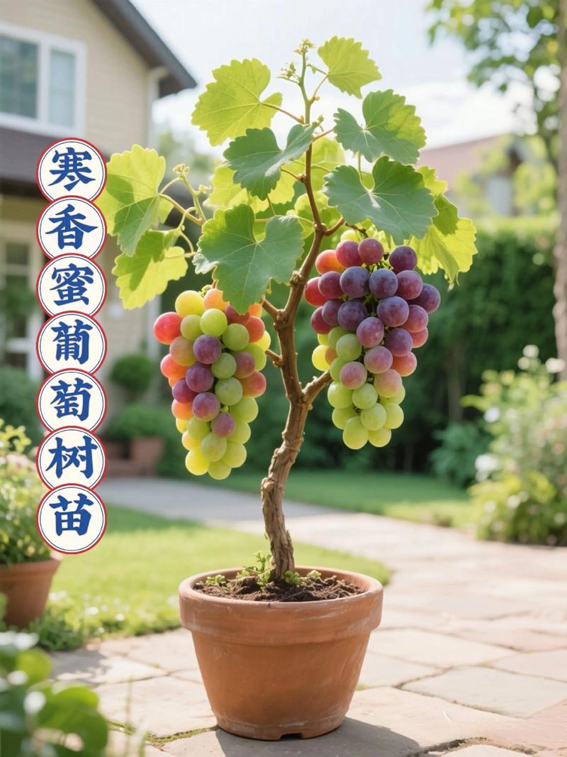 二、挑选葡萄苗的采购渠道核查方法