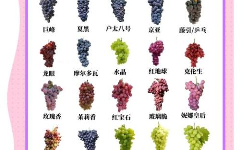 2026年葡萄苗选购指南：热门品种对比与靠谱渠道评估方法