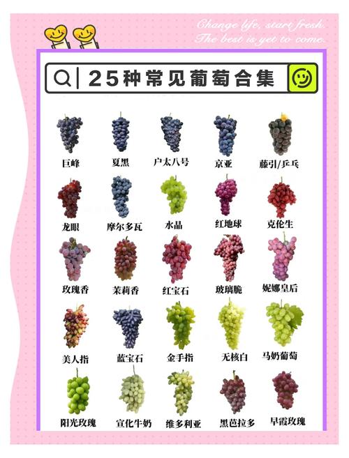 一、五大热门葡萄品种六维对比（2026年参考）