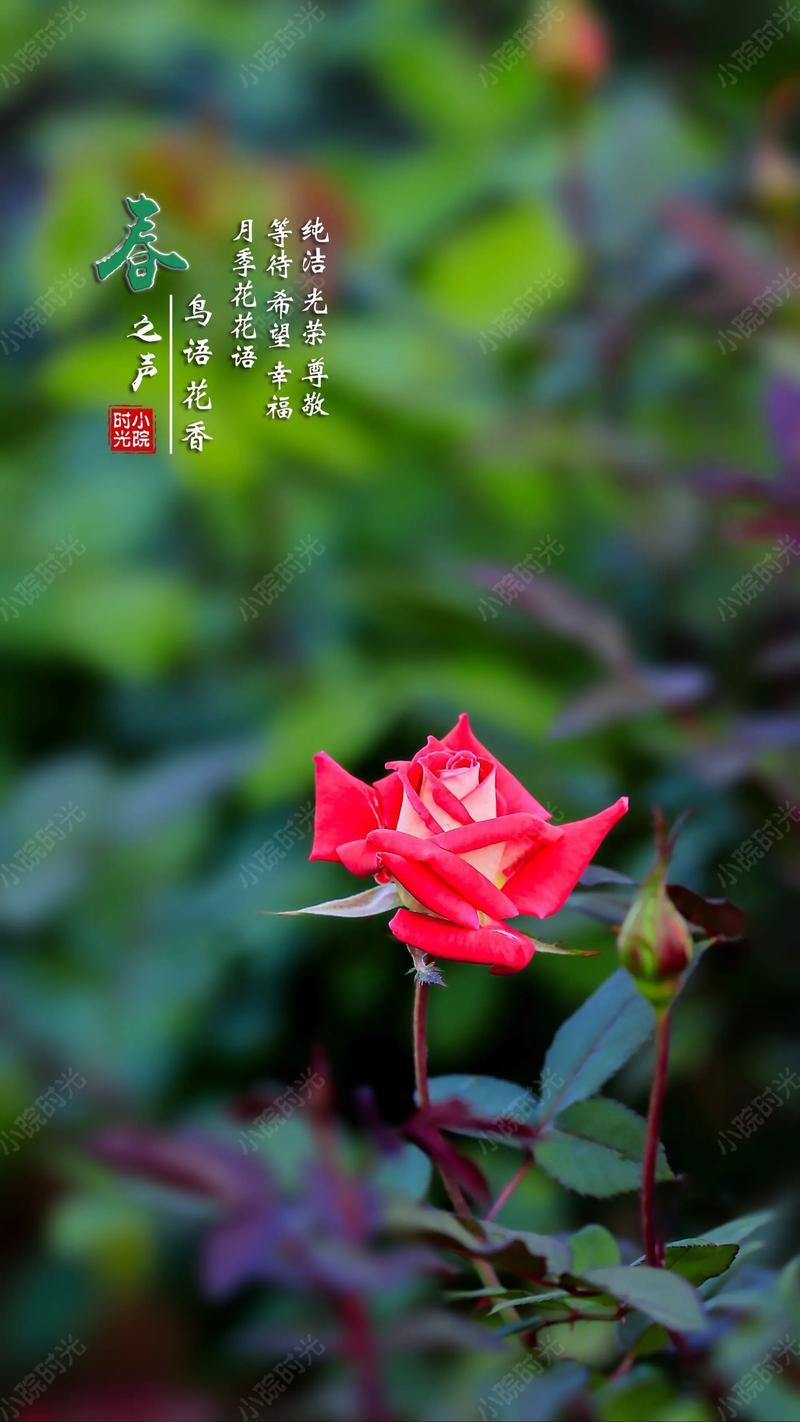 月季花的花语和寓意是什么?花期管理与促花技巧 月季花的花语和寓意是什么?花期管理与促花技巧