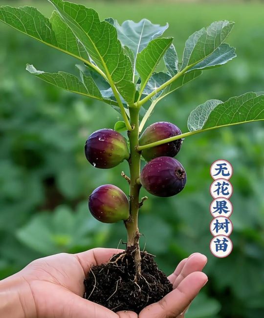 无花果苗多少钱一棵？2025年最新价格参考与影响因素全解析