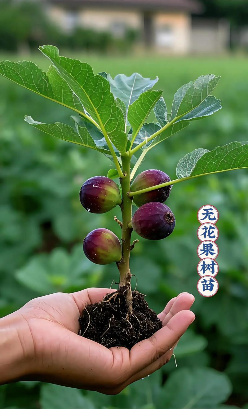 无花果苗多少钱一棵?2025年最新价格参考与影响因素全解析 价格快速参考