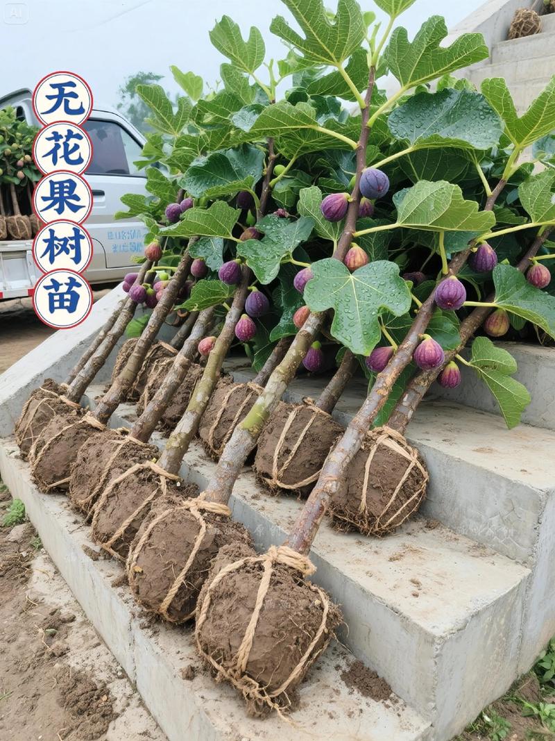 无花果苗多少钱一棵?2025年最新价格参考与影响因素全解析 季节:春秋季价格水涨船高