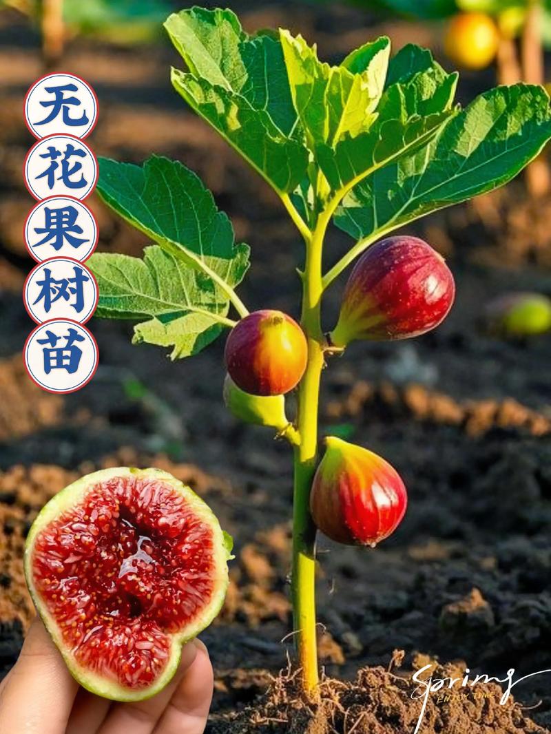 无花果苗多少钱一棵?2025年最新价格参考与影响因素全解析 产地:不同产区价格差异明显