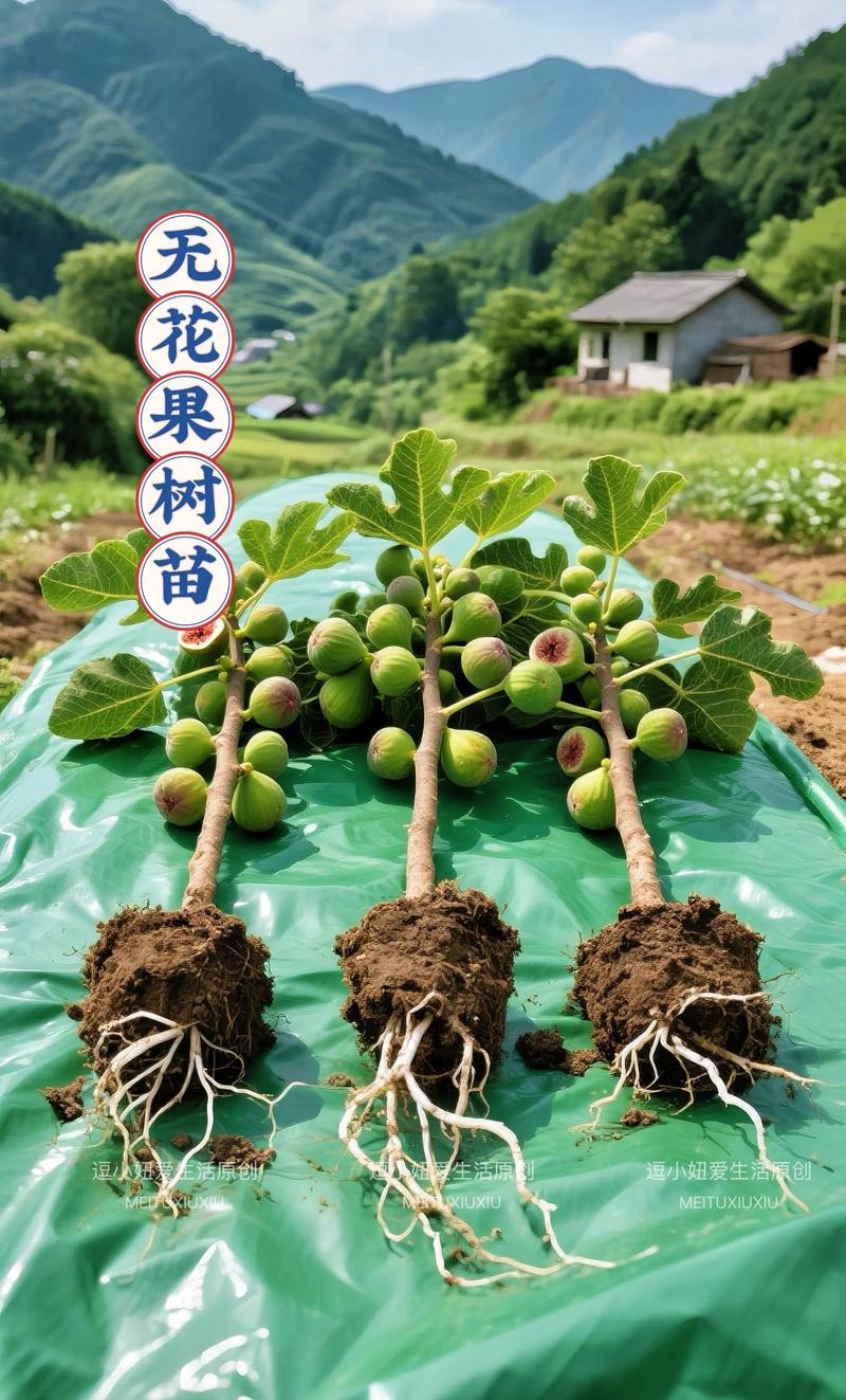 无花果苗多少钱一棵?2025年最新价格参考与影响因素全解析 数量:批量采购价差可达60%