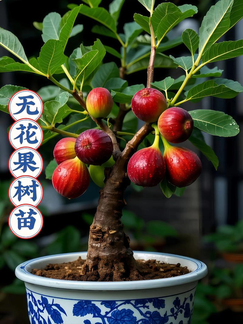 无花果苗多少钱一棵?2025年最新价格参考与影响因素全解析 综合价格参考表(2025年春季数据)