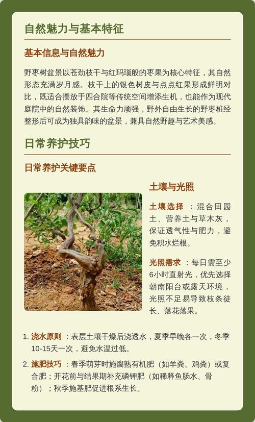 家里可以栽枣树吗?科学选址与养护指南 品种选择:家庭种植优先推荐冬枣与蜂蜜罐枣,南方地区可选台湾青枣(嫁接苗)