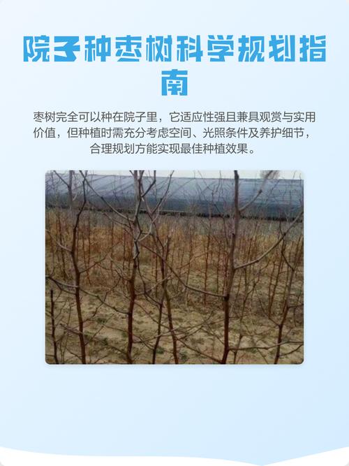 家里可以栽枣树吗?科学选址与养护指南 常见问题与故障预警