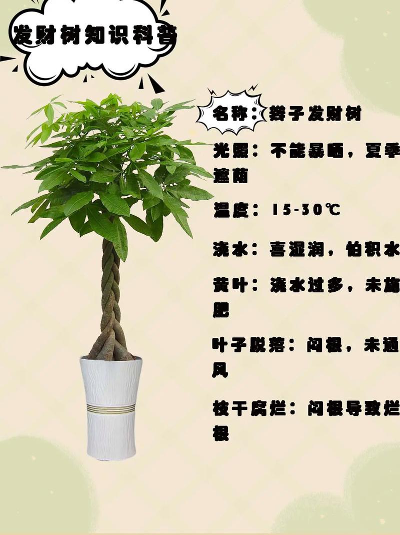 发财树什么时候剪枝?完整养护指南(浇水、施肥、光照、修剪、越冬越夏、换盆) 施肥