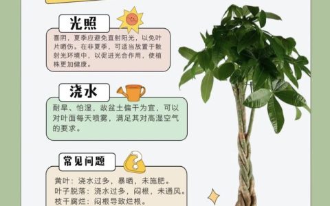 发财树什么时候剪枝？完整养护指南（浇水、施肥、光照、修剪、越冬越夏、换盆）