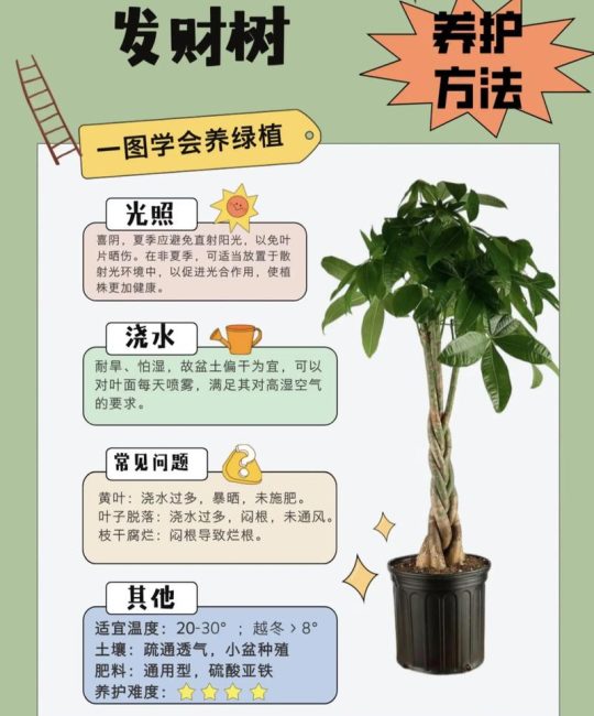 发财树什么时候剪枝？完整养护指南（浇水、施肥、光照、修剪、越冬越夏、换盆）