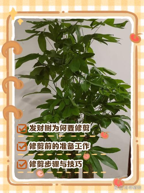 发财树什么时候剪枝?完整养护指南(浇水、施肥、光照、修剪、越冬越夏、换盆) 光照