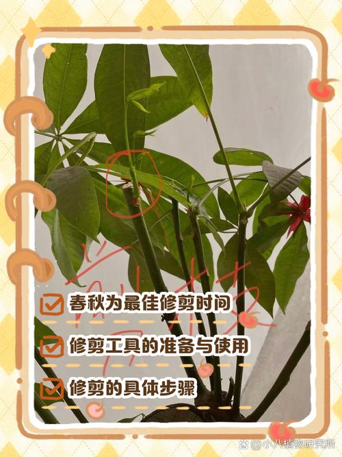 发财树什么时候剪枝?完整养护指南(浇水、施肥、光照、修剪、越冬越夏、换盆) 修剪