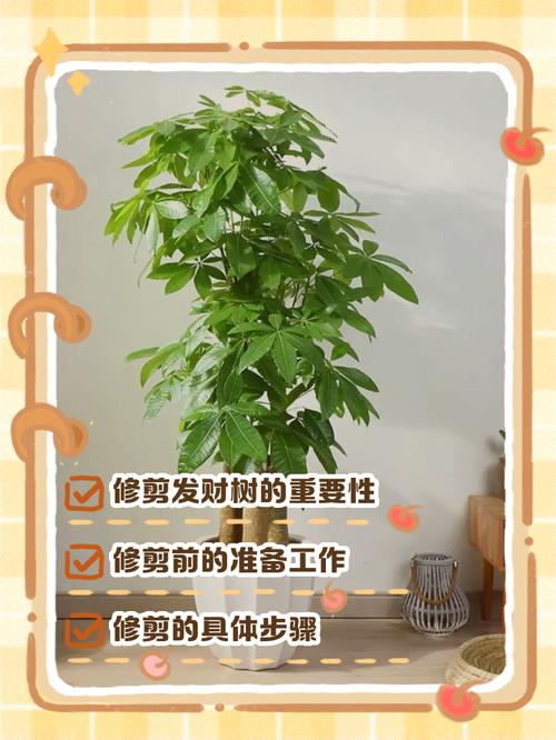 发财树什么时候剪枝?完整养护指南(浇水、施肥、光照、修剪、越冬越夏、换盆) 越冬越夏
