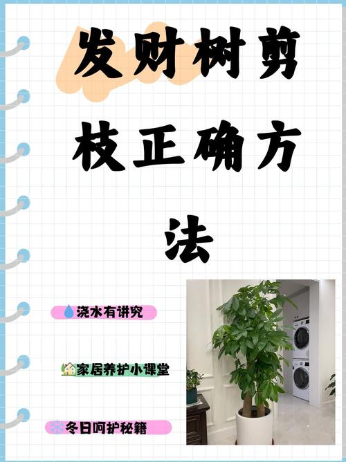 发财树什么时候剪枝?完整养护指南(浇水、施肥、光照、修剪、越冬越夏、换盆) 换盆