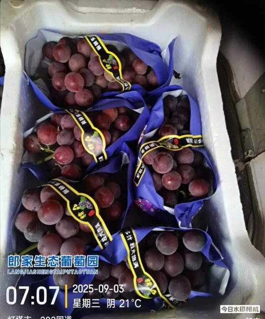 巨玫瑰葡萄品种详解：果大味甜带玫瑰香的优良鲜食葡萄